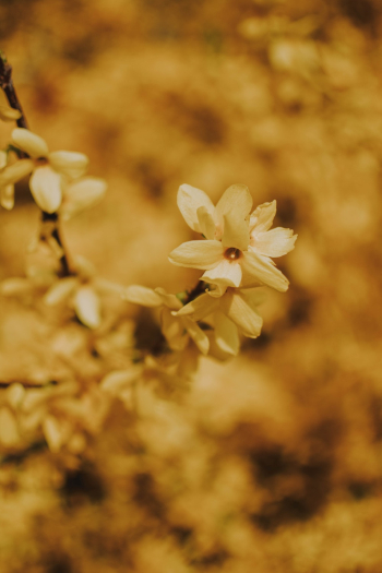 White Flower White Flower