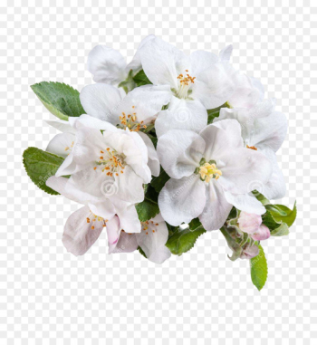 White Flower Apple - Green apple flowers White Flower Apple - Green apple flowers