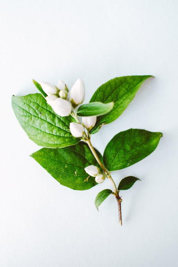 White Flower Buds White Flower Buds