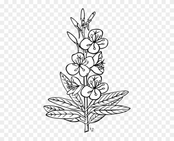 White Flower Clipart Flower Tree - Outline Pictures Of Flowers