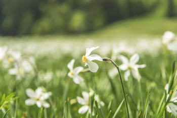 White flower friend. Original public | Free Photo - rawpixel