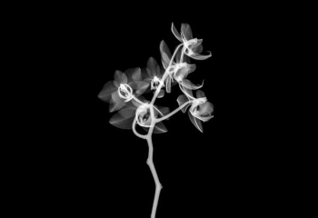 white flower illustration white flower illustration