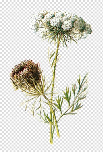 White flower illustration, Carrot Botanical illustration Botany Flower, botanical transparent background PNG clipart