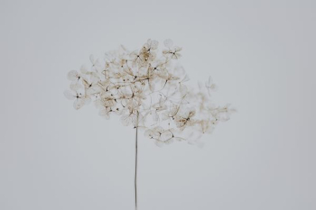 white flower painting white flower painting