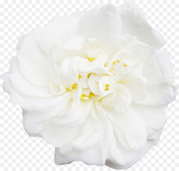 White Flower Peony - white,peony,decoration,Flowers 