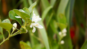 White Flower Plant White Flower Plant