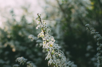 white flower plant white flower plant