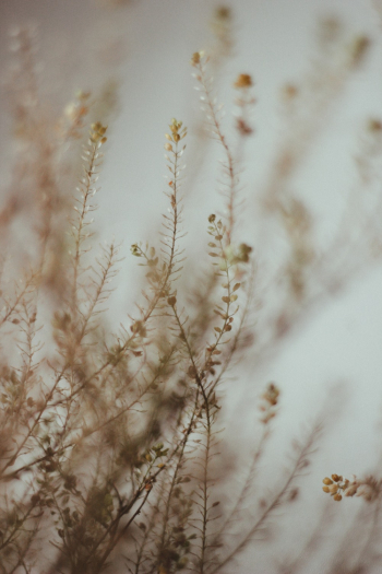 White Flower Plant White Flower Plant