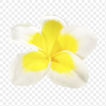 White flower png, frangipani sticker, | Free PNG - rawpixel White flower png, frangipani sticker, | Free PNG - rawpixel