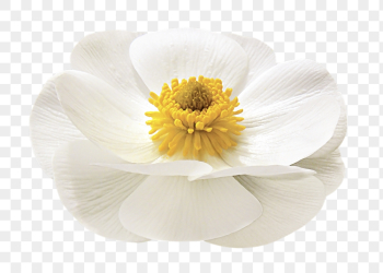 White flower png, mountain buttercup | Free PNG - rawpixel White flower png, mountain buttercup | Free PNG - rawpixel