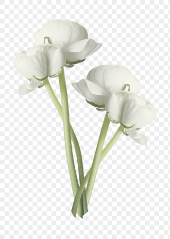 White flower png, ranunculus clipart, | Free PNG - rawpixel