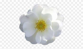 White Flower Png - White Rose White Flower Png - White Rose