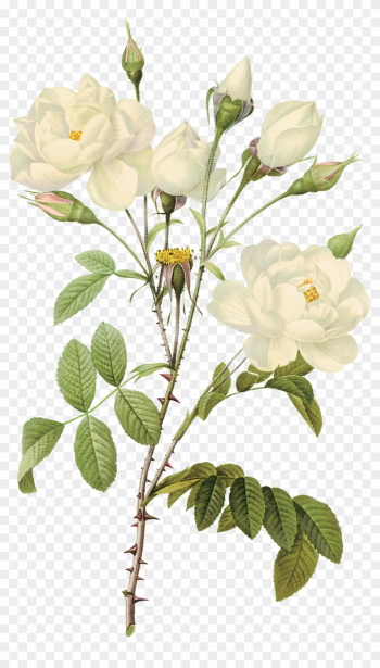 White Flower Png - White Roses Png