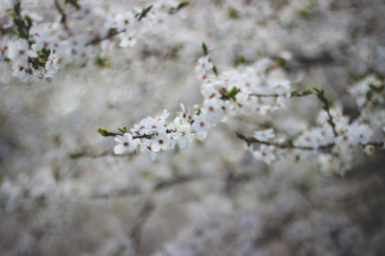 White Flowering Tree White Flowering Tree