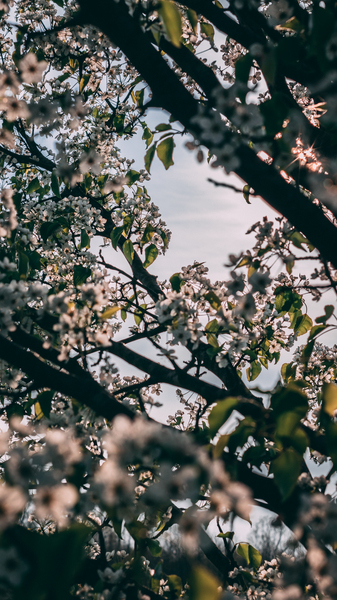 White Flowering Tree White Flowering Tree