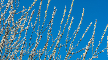 White Flowering Tree White Flowering Tree