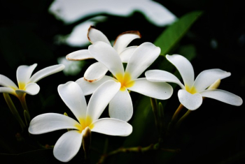 White Flowers White Flowers