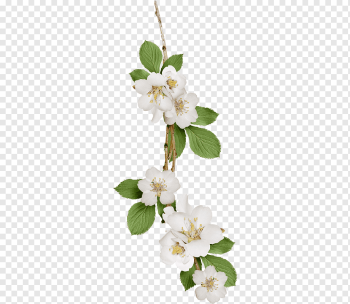 white flowers art, Flower, White Pear, flower Arranging, white, black White png