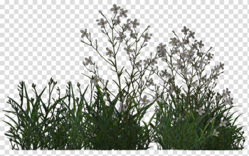 White flowers blooming, Plants and vegetation Shrub Tree, bushes transparent background PNG clipart