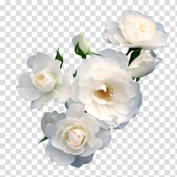 White flowers, Flower Paper Rose Floristry Polyvore, White Pear transparent background PNG clipart