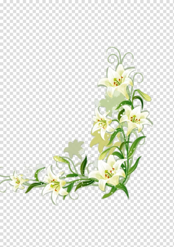 White flowers illustration, Lilium candidum Border Flowers, White lily transparent background PNG clipart