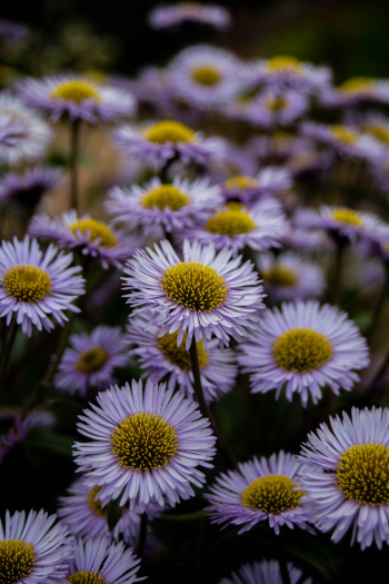 White Flowers in Bloom White Flowers in Bloom