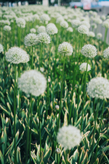 White Flowers in Bloom White Flowers in Bloom