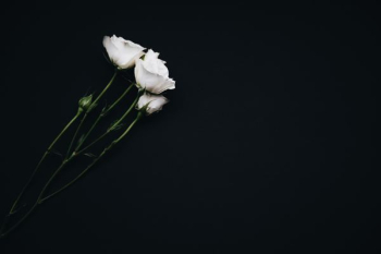 white flowers on black background white flowers on black background
