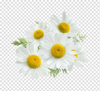 White flowers, Roman chamomile Flower, camomile transparent background PNG clipart