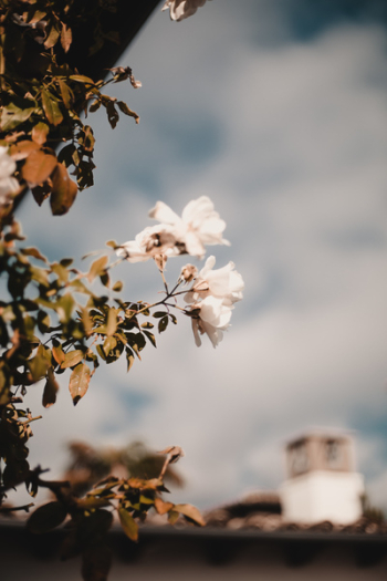 White Flowers With Green Leaf