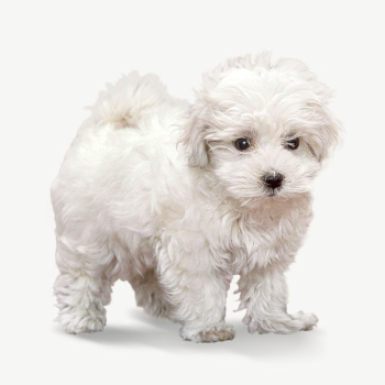 White fluffy puppy collage element | Free PSD - rawpixel White fluffy puppy collage element | Free PSD - rawpixel