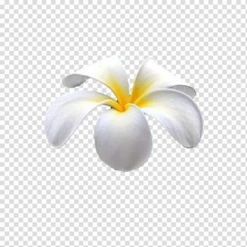 White frangipani flower, Petal Flowering plant Computer , Hawaii egg flower transparent background PNG clipart