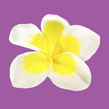 White frangipani, spring flower clipart | Free Photo - rawpixel White frangipani, spring flower clipart | Free Photo - rawpixel