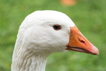 White Fur and Orange Beak Animal White Fur and Orange Beak Animal