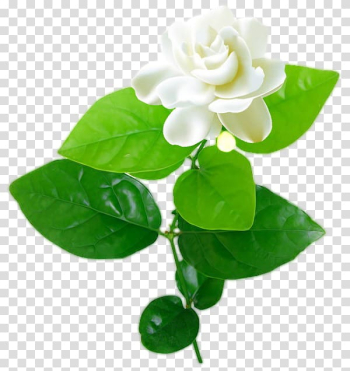 White gardenia flower illustration, Jasmine Flower, jasmine transparent background PNG clipart