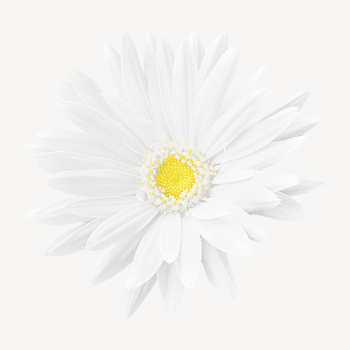 White gerbera collage element psd | Free PSD - rawpixel White gerbera collage element psd | Free PSD - rawpixel