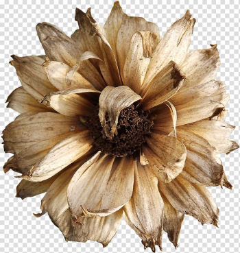 White Gerbera flower, Flower Euclidean , Dry flower transparent background PNG clipart