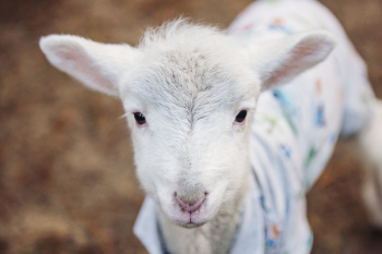 White Goat White Goat