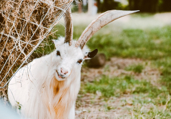 White Goat White Goat