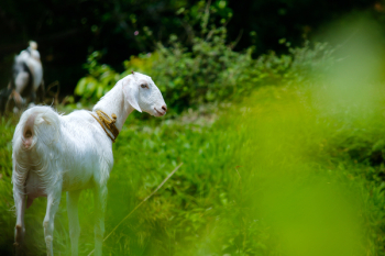 White Goat in Grass Field White Goat in Grass Field