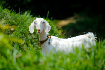 White Goat in Grass Field White Goat in Grass Field