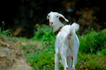 White Goat in Grass Field White Goat in Grass Field