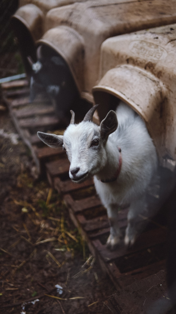 White Goat Kid White Goat Kid