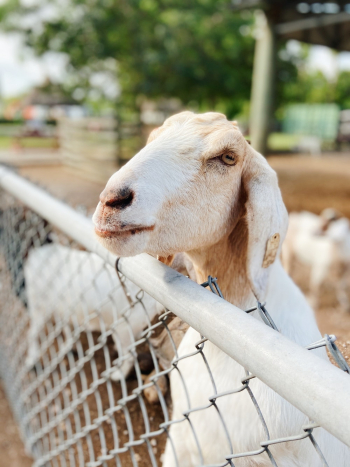 White Goat Leaning on Fence White Goat Leaning on Fence