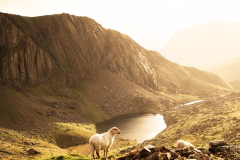 white goat on mountain white goat on mountain