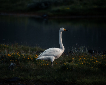 White Goose White Goose