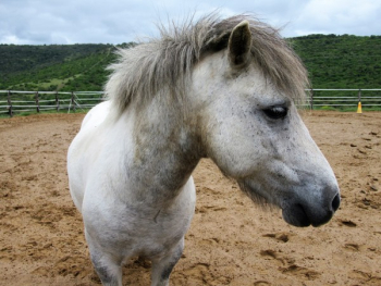 White Horse White Horse