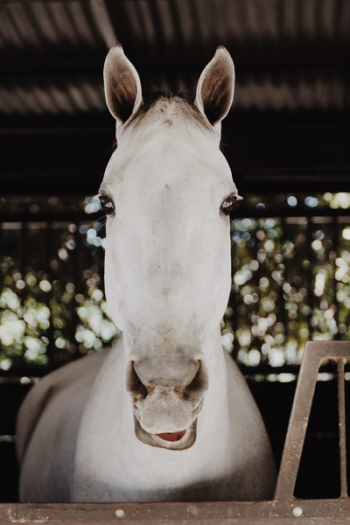 White Horse White Horse
