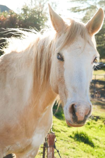 white horse white horse