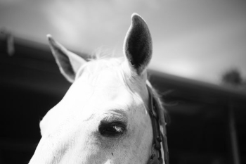 white horse white horse